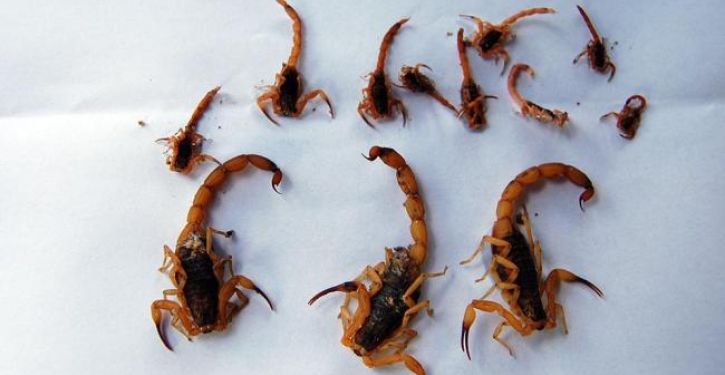 verão aumenta surgimento de aranhas lacraias e escorpiões
